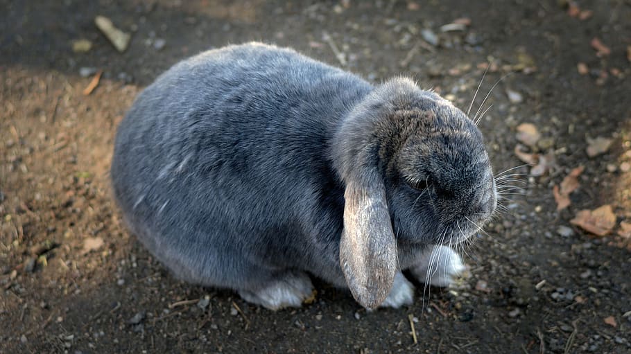 gray rabbit, Bunny, Rabbit, Animal, Pet, Cute, Easter, bunny, rabbit, little, adorable