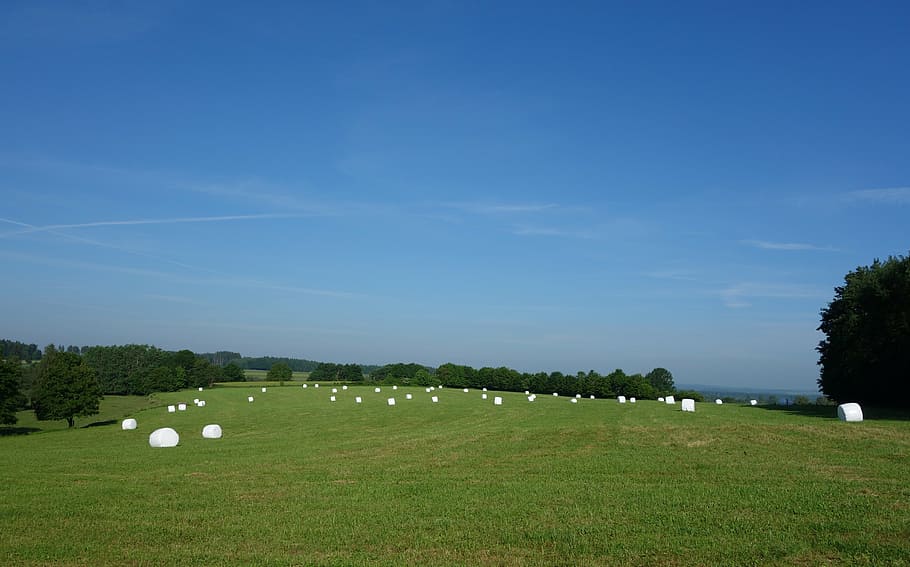 straw bales, round bales, hay bales, agriculture, bale, cattle feed, wrapped up, single hull, packed, summer