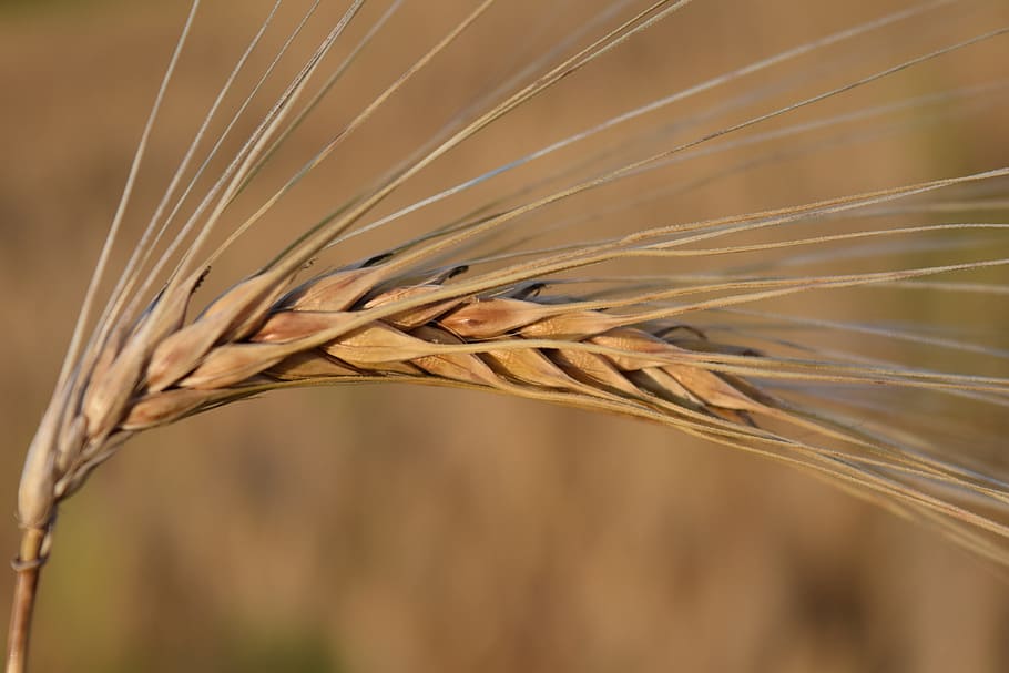Ear, Barley, Cereals, Grain, Agriculture, nourishing barley, close, brown, background, food
