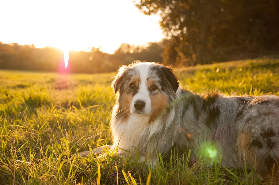 sun, sunset, dog, berger, australian, shepherd, twilight, landscape, one animal, canine