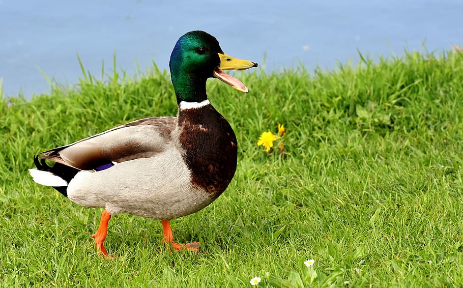 mallard duck, green, grass field, mallard, males, bread, eat, snow, winter, water bird