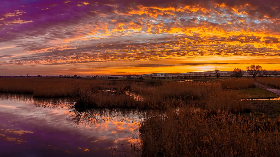 panorama photography, grass field, swamp, field, golden, hour, sunset, sunrise, nature, clouds
