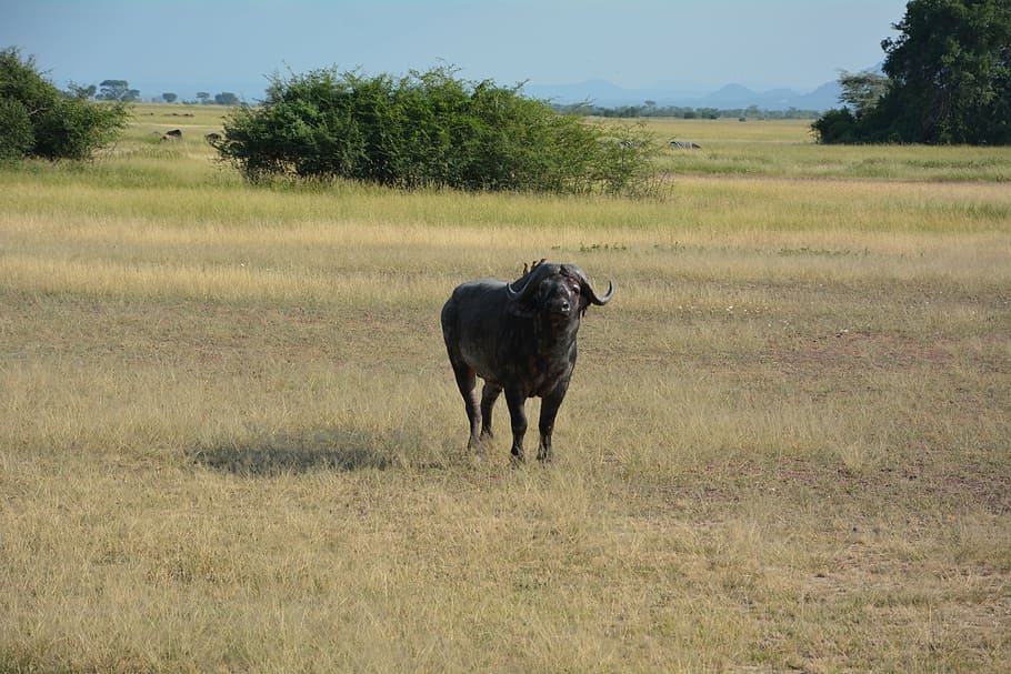 water buffalo, africa, serengeti, national park, serengeti park, tanzania, wildlife reserve, animal, animal themes, field