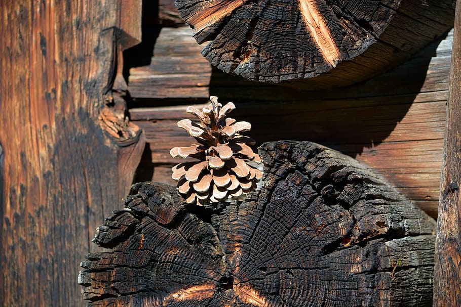 Conos de pino, madera, marrón, día, arquitectura, nadie, estructura construida, al aire libre, naturaleza, madera - material