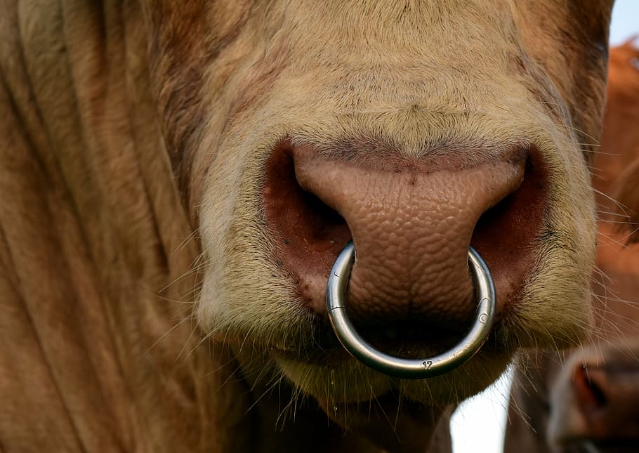 bull, nose ring, snout, animal, mammal, close, agriculture, beef, ruminant, livestock