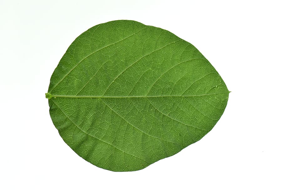 Soja, hojas, verde, salud, hojas de soja, hoja, corte, color verde, fondo blanco, primer plano
