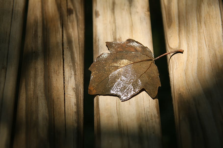 daun musim gugur, close-up, daun kering, kayu keras, daun, kayu, daun maple, mengkilap, kayu lunak, papan kayu