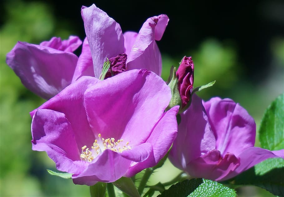 racimos de rosas, rosa rugosa, rosa, brote, flor, floración, hojas, jardín, naturaleza, planta