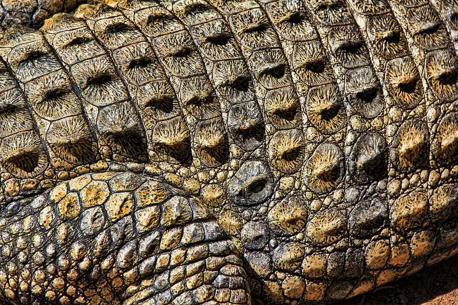 brown crocodile, crocodile, texture, nature, structure, pattern, surface, abstract, cracked, brown