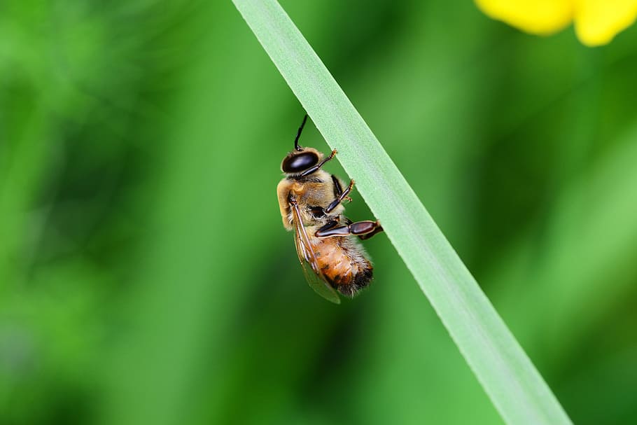 ドローン, ミツバチ, 男性, 蜂, 休息, 葉の上, バックファスト, 強い, 昆虫, 翼