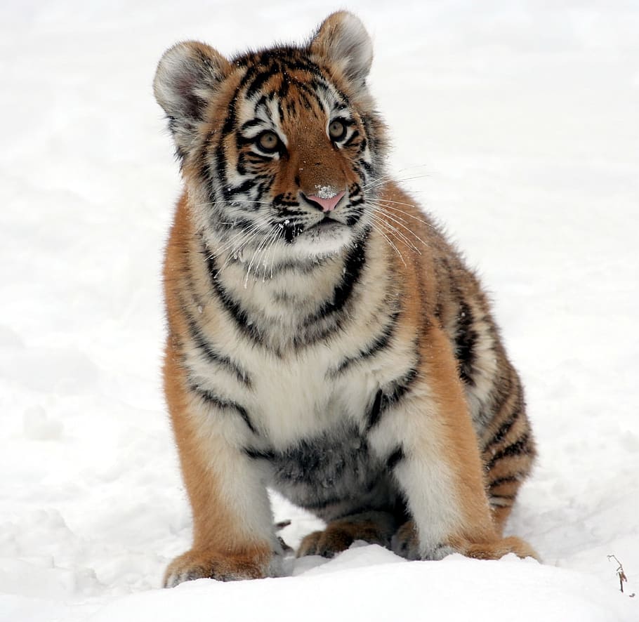 marrom, preto, tigre, branco, superfície, filhote de tigre, neve, jardim zoológico, inverno, felino