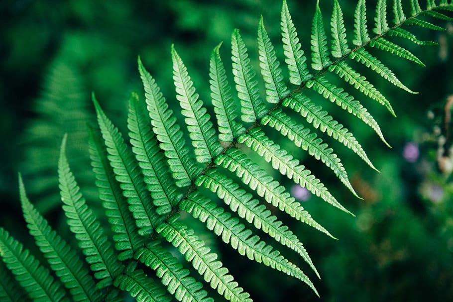 green, leaf, fern, nature, outdoor, blur, plant, green color, growth, plant part