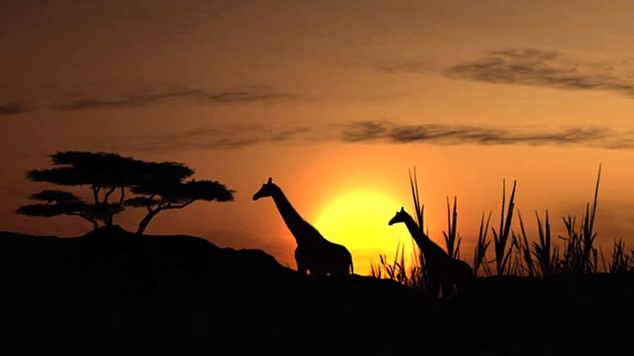silhouette, two, giraffes, trees, sunset, solar, giraffe, landscape, sky, nature