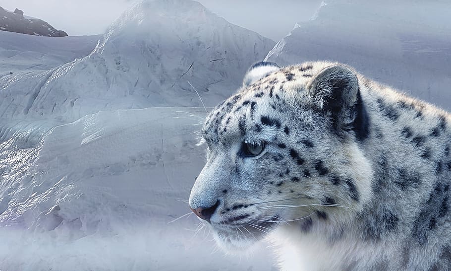 snow, covered, mountain, white, snow leopard, leopard, ice, glacier, mountains, cat