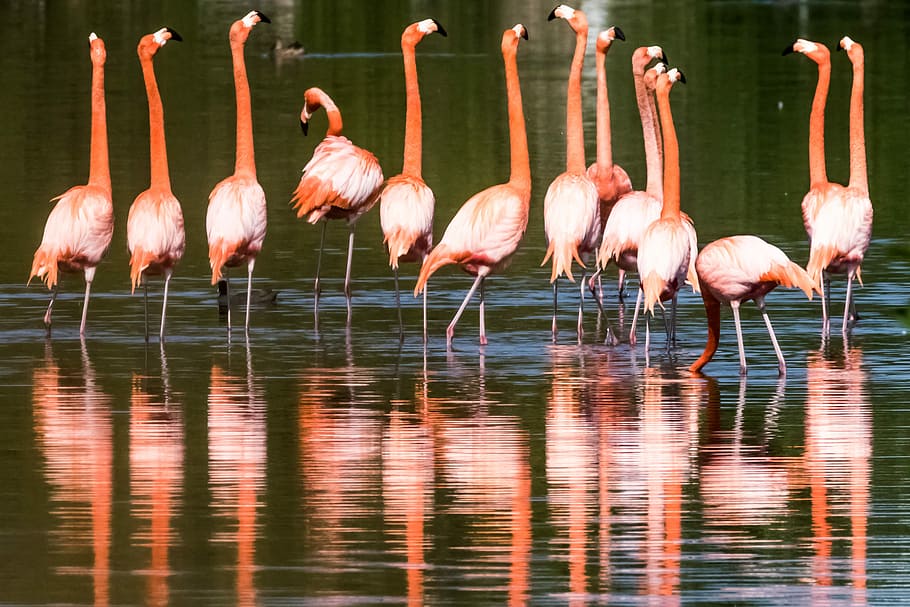 water, bird, wildlife, lake, nature, flamingo, cuba, cienaga de zapata, birding, group of animals