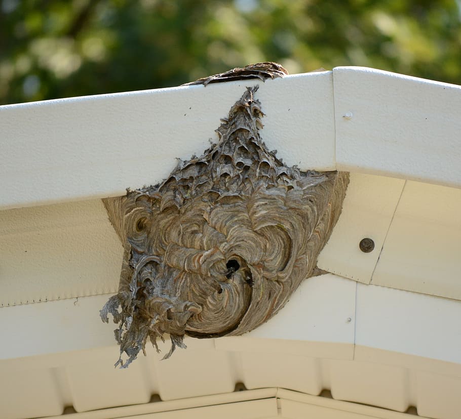 hive, bee, nest, honey, insect, nature, beekeeping, apiary, beekeeper, beehive