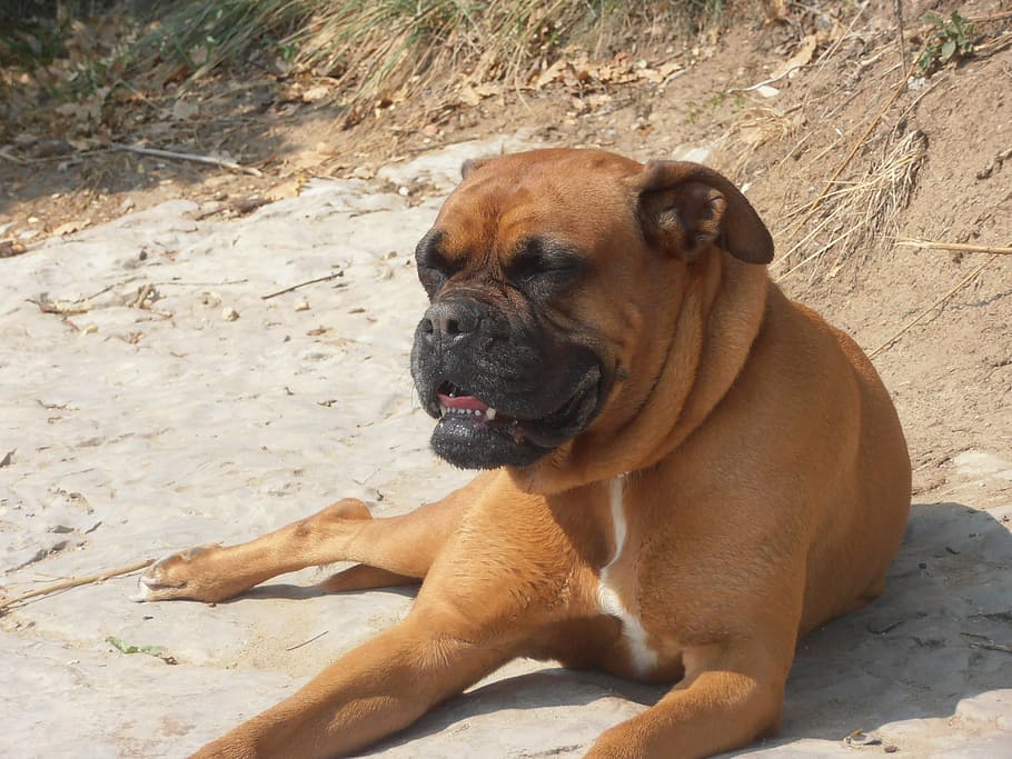 boxer, dog, animal, pets, canine, cute, brown, purebred Dog, puppy, mammal