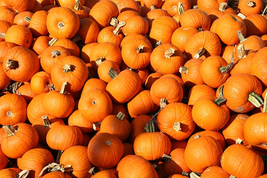 bunch of pumpkins, pumpkins, halloween, fall, halloween pumpkin, holiday, orange, autumn, food and drink, food