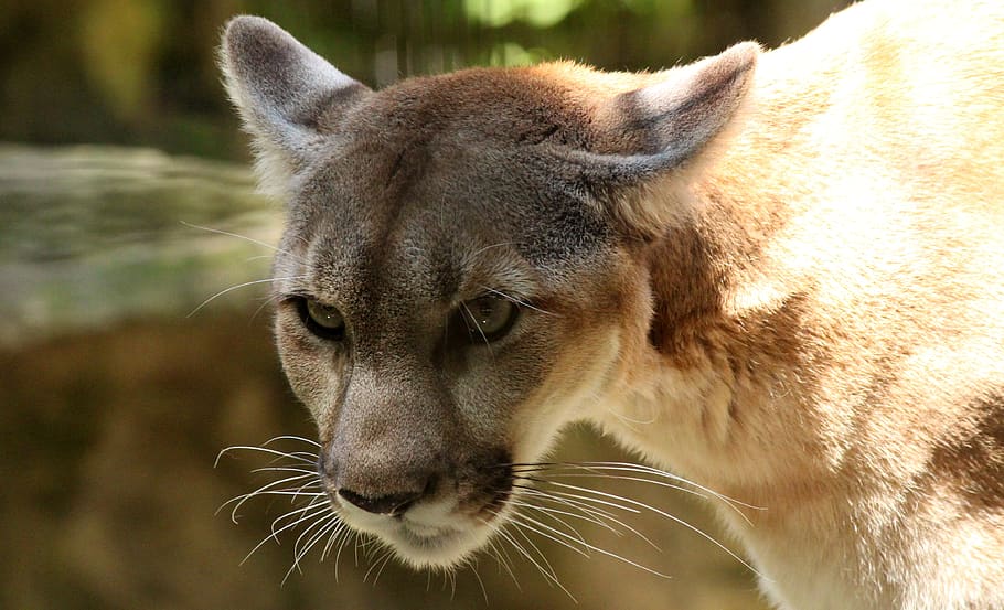 cougar, mountain lion, wildlife, cat, carnivore, animal, nature, mammal, puma, feline