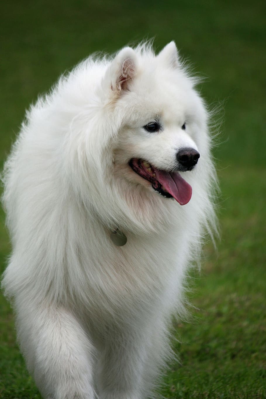 white, american eskimo, green, grass, daytime, dog, samoyed, canine, pet, breed