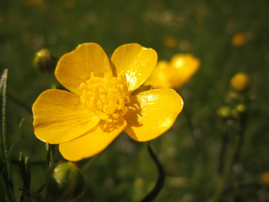 buttercup tajam, Buttercup, Sharp, ranunculus acris, kuning, mekar, alam, bunga kuning, bunga runcing, bunga liar