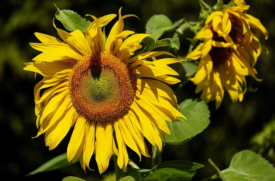 yellow, sunflowers, sun flower, flower, bloom blooms, summer, nature, flowering plant, flower head, plant