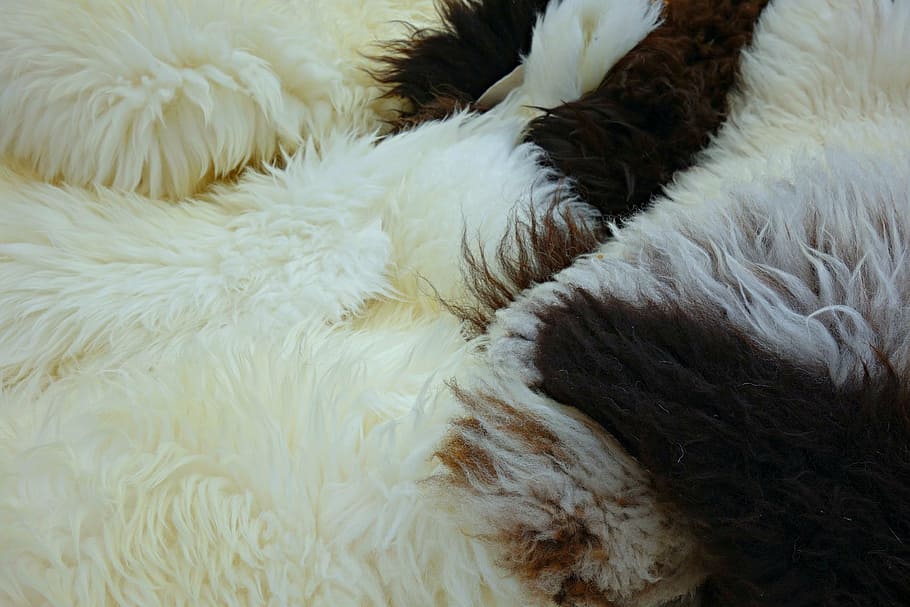 fleece, hide, wool, sheep, fluffy, animal hide, sheep wool, domestic animals, white color, domestic