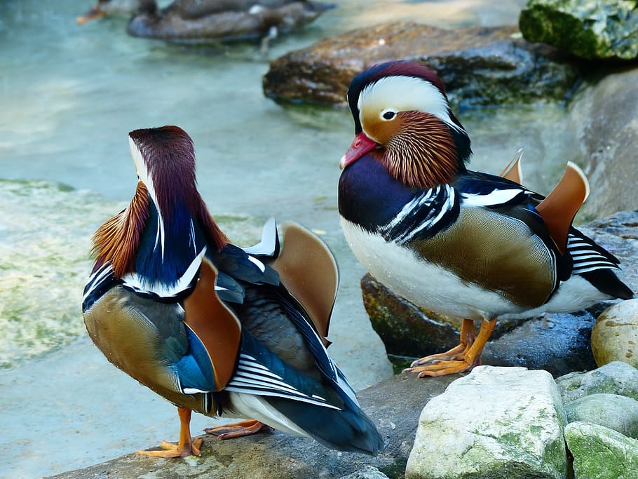 two, birds, lake, two birds, mandarin ducks, duck, aix galericulata, china, water bird, bird