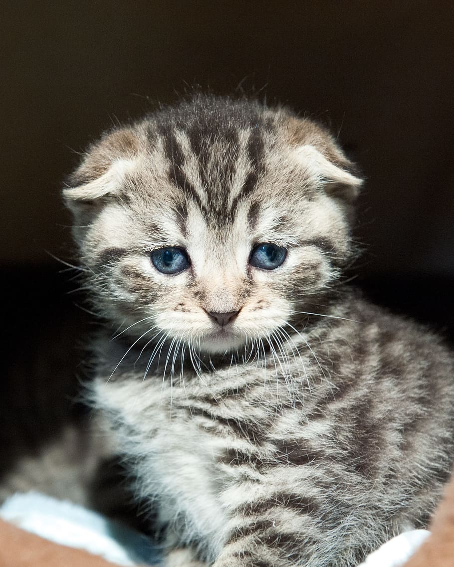 facts about tabby kittens