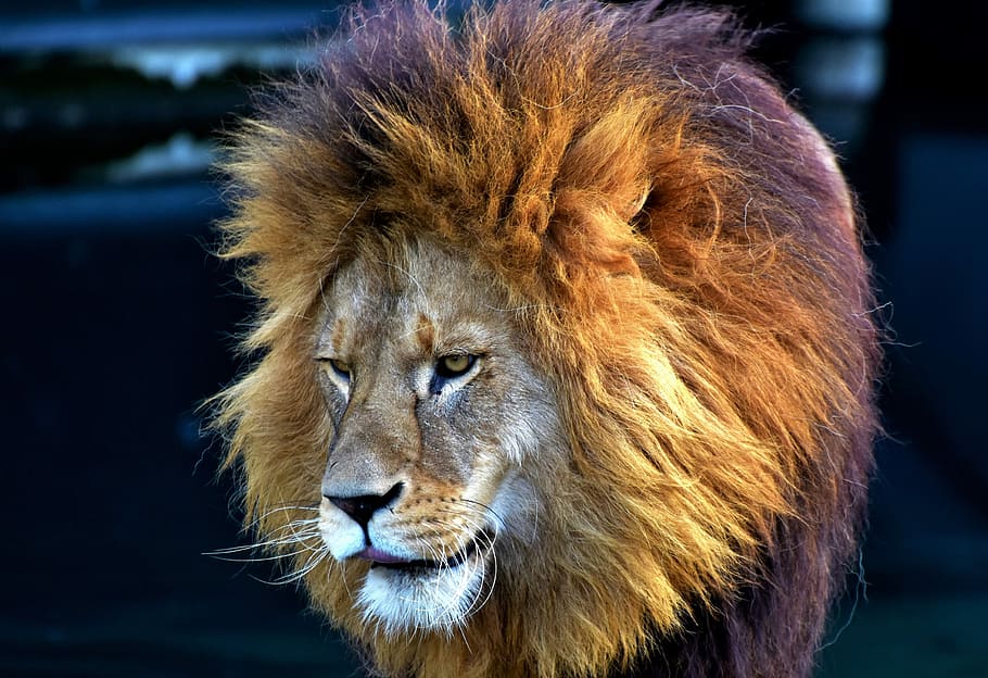 бежевый лев, лев, кошка, хищник, большая кошка, львиная грива, грива, дикие, плотоядные, африка