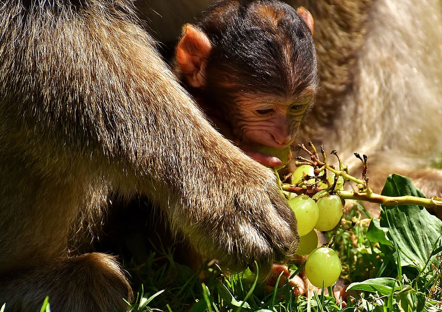 mono, mono bebé, mono barbary, especies en peligro de extinción, mono montaña salem, animal, animal salvaje, zoológico, Mamíferos, animales