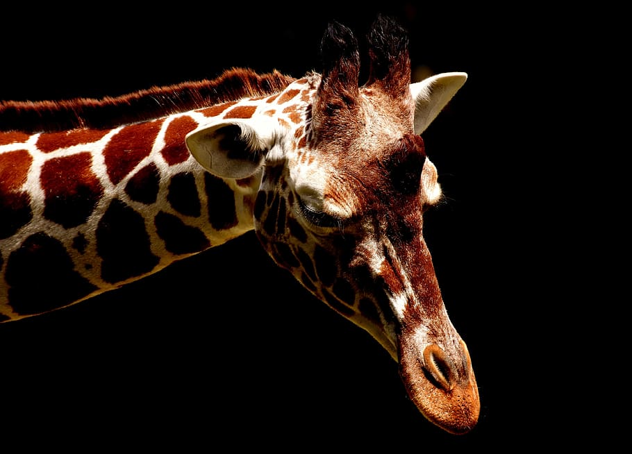 close, giraffe head, giraffe, wild animal, stains, long jibe, animals, africa, zoo, mammal