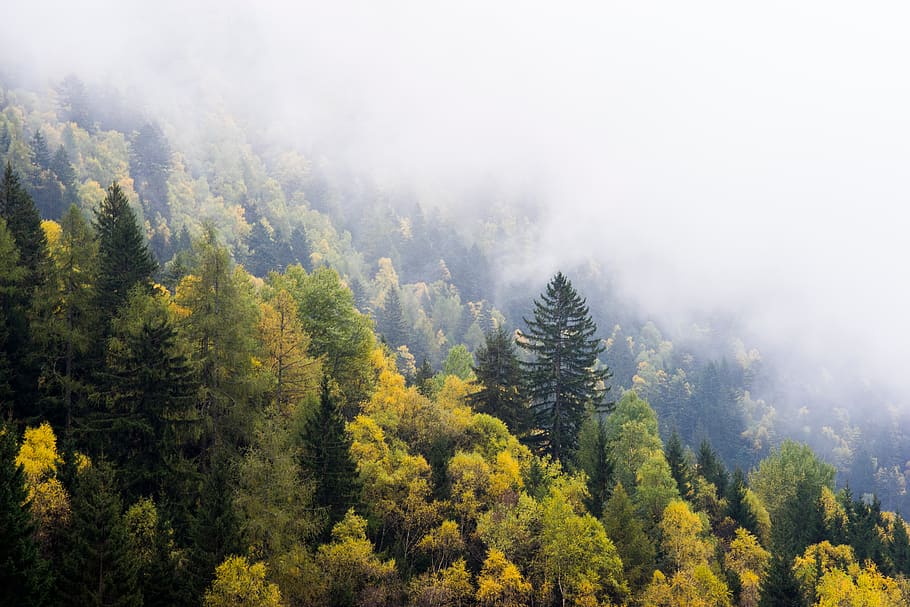 tree, plant, nature, autumn, fall, forest, mountain, landscape, fog, cold