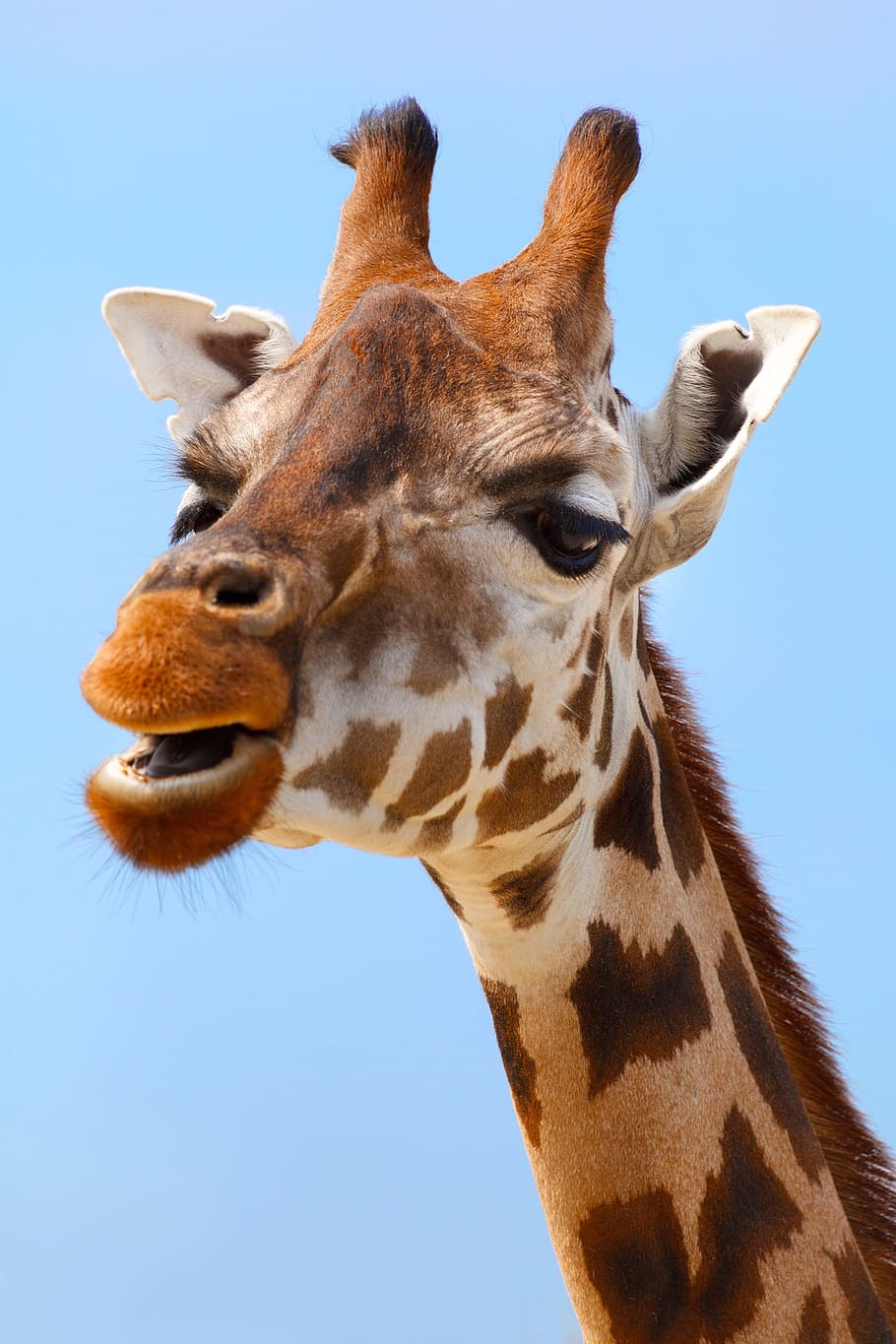 closeup, giraffe, africa, african, animal, big, brown, close-up, cute, ears