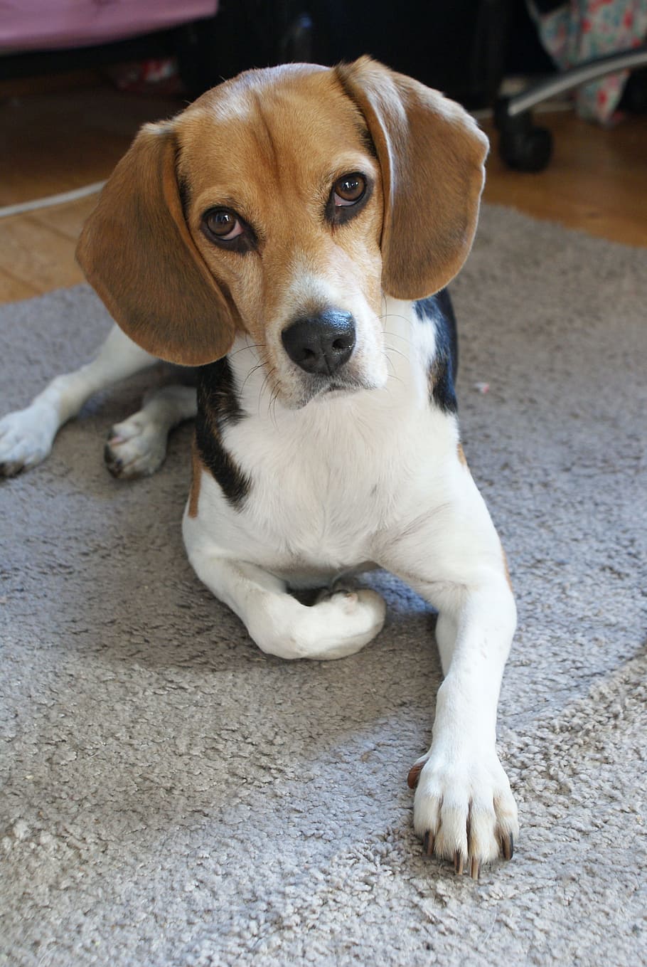 adult, black, white, tan, beagle, resting, area rug, dog, wildlife photography, dog look