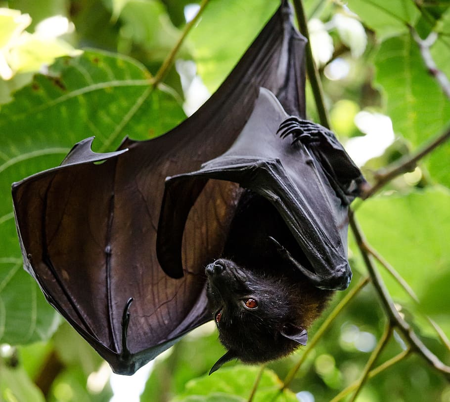 superficial, fotografía de enfoque, negro, murciélago de la fruta, naturaleza, mundo animal, animal, selva tropical, perro volador, batman