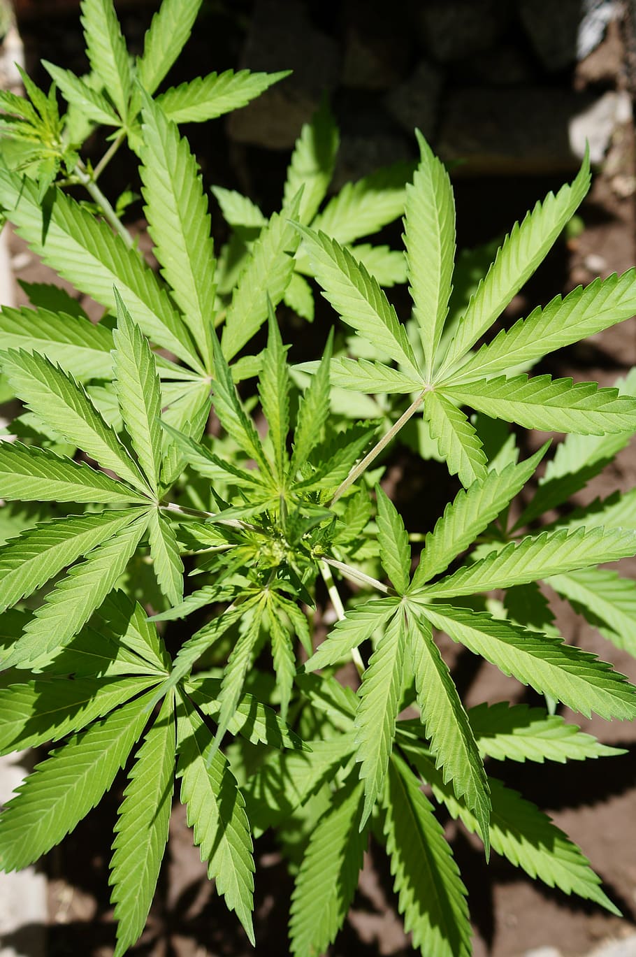 foto close-up, hijau, ganja, daun, alam, ganja - Herbal Cannabis, Tanaman ganja, tanaman, narkotika, Warna hijau