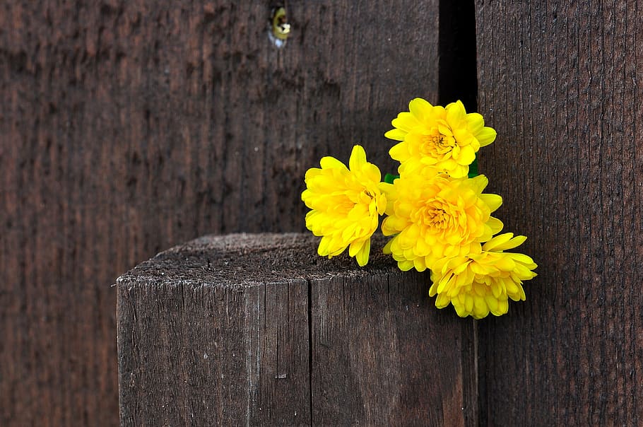 yellow, flowers, stomp, chrysanthemums, wood, fence, macro, background, brown, wood - Material