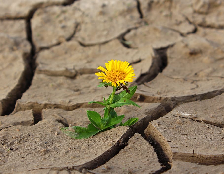 yellow, marguerite daisy flower, soil cracks, flower, life, crack, desert, drought, survival, loneliness