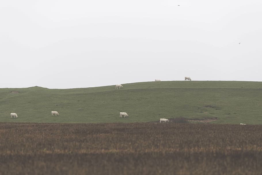 white, cattle, green, grass field, cloudy, sky, daytime, grass, field, grassland