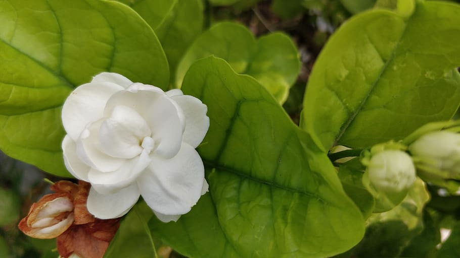 jazmín, flor blanca, mogra, jazmín árabe, motiya, planta, hoja, parte de la planta, frescura, belleza en la naturaleza
