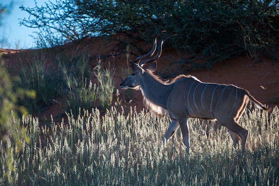 namibia, kudu, backlighting, kalahari, rumput, tanduk, Afrika, hewan, gazelle, savannah