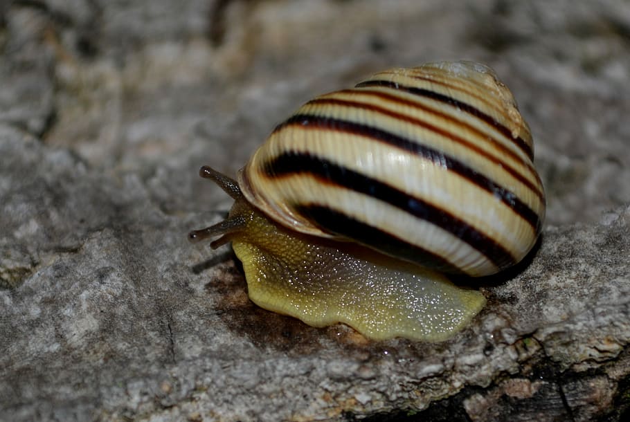 Snail, Shell, Saturday, snail, shell, my saturday, one animal, close-up, animal wildlife, animal themes, nature