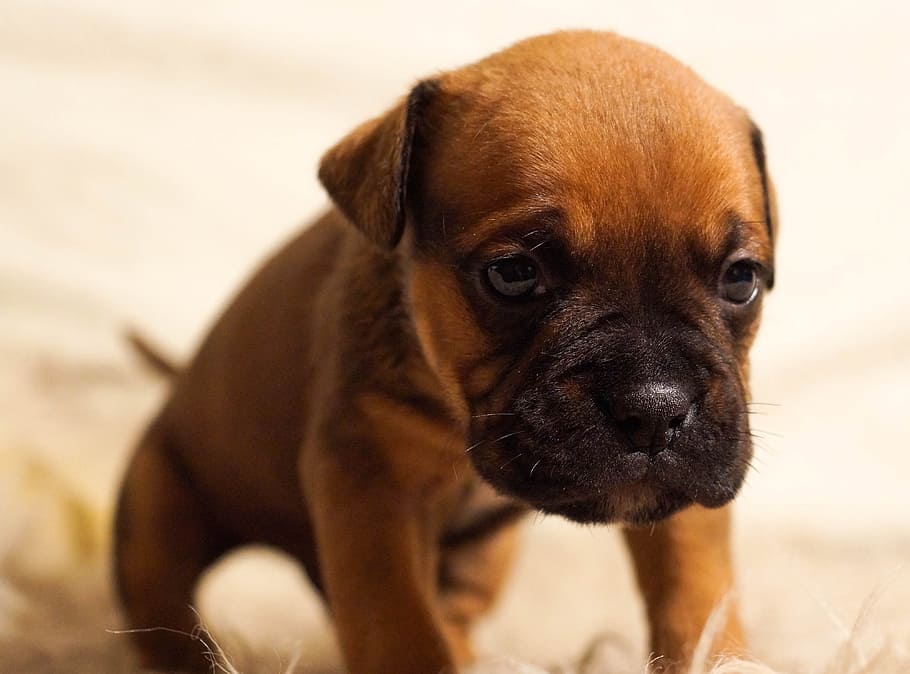 cachorro bullmastiff rojo, cachorro, perro, mascota, lindo, marrón, sentado, triste, retrato, pedigrí