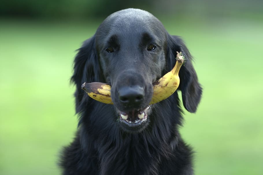 flatcoated, retriever, dog, black, banana, fruit, outdoor, wildlife, mammals, animal kingdom