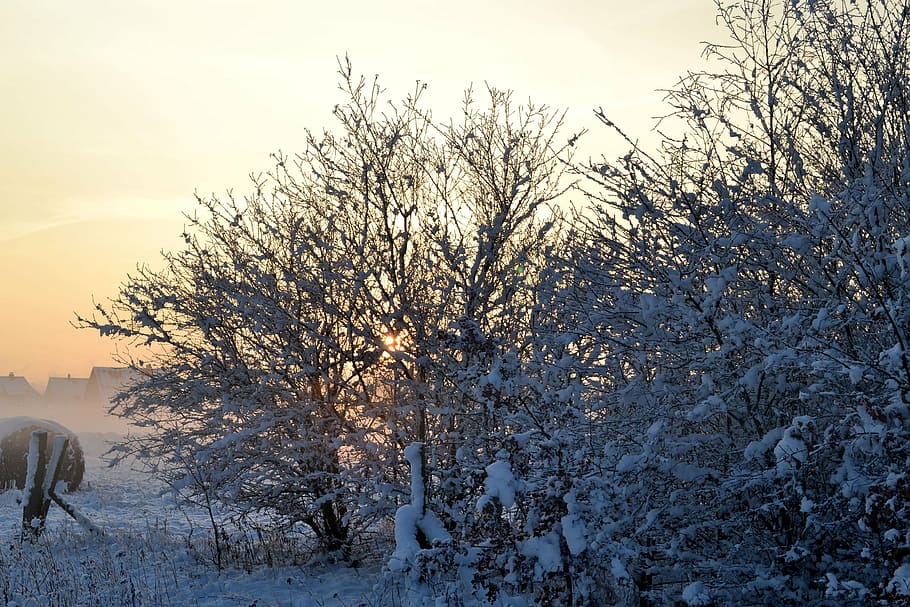 musim dingin, dingin, salju, schneeflaeche, frost, pemandangan, suhu dingin, pohon, tanaman, langit