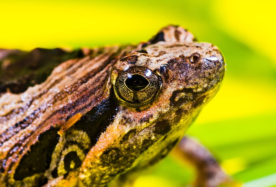 tree frog, anuran, frog, amphibians, animals in the wild, animal wildlife, one animal, animal, animal themes, close-up
