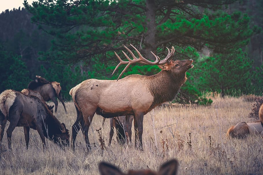 brown, moose, front, hyena, elk, deer, animal, wildlife, woods, forest