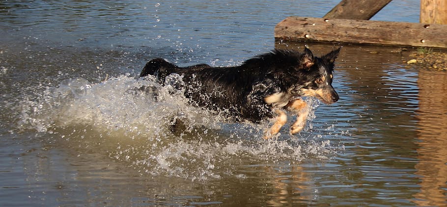 border collie, water, action, run, wood, eyes, canine, poised, dog, animal