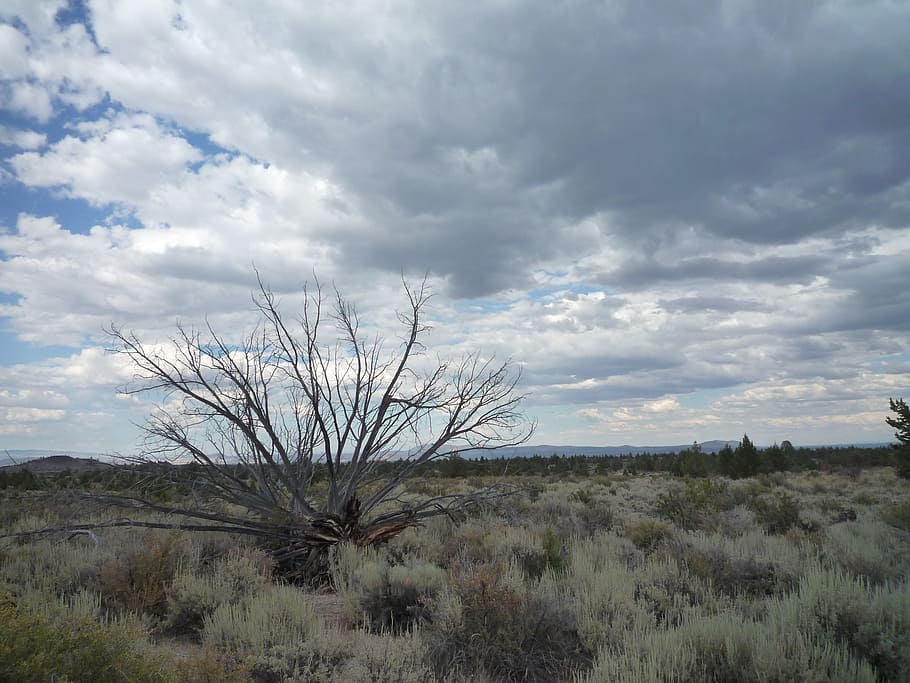 sagebrush, desert, dead tree, juniper, lava beds, sky, clouds, brush, outdoors, landscape